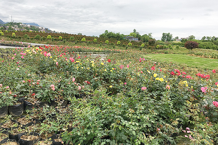 四川省華鎣市海棠博覽園