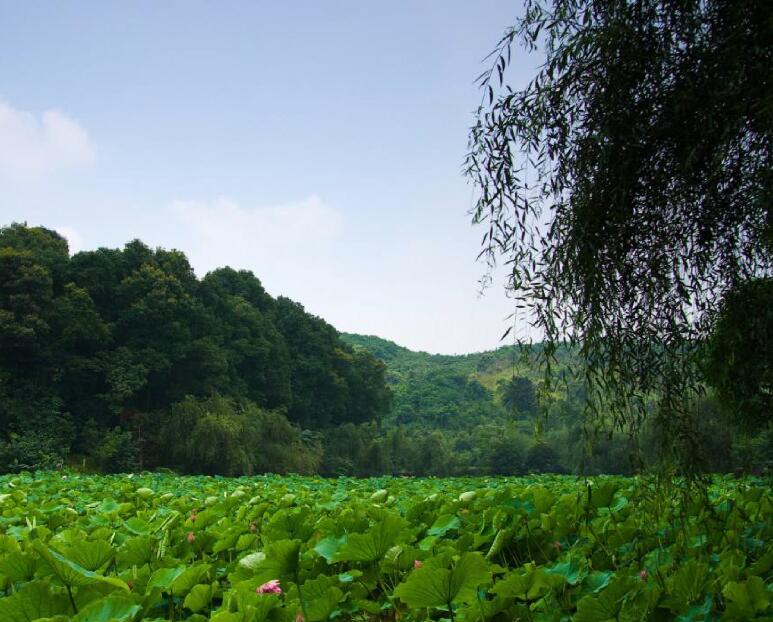 華巖寺景區(qū)景觀提檔升級(jí)工程